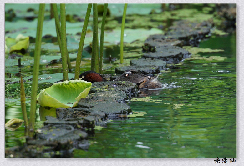 BУСƪ---ԺLɹ@СGfķֳ֮