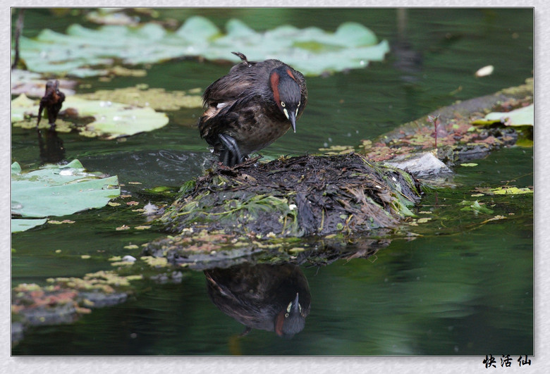 BУСƪ---ԺLɹ@СGfķֳ֮