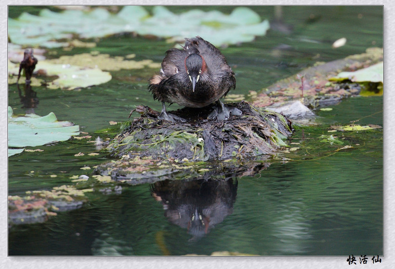 BУСƪ---ԺLɹ@СGfķֳ֮