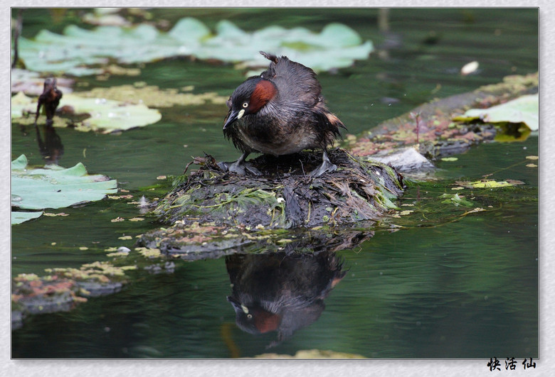 BУСƪ---ԺLɹ@СGfķֳ֮