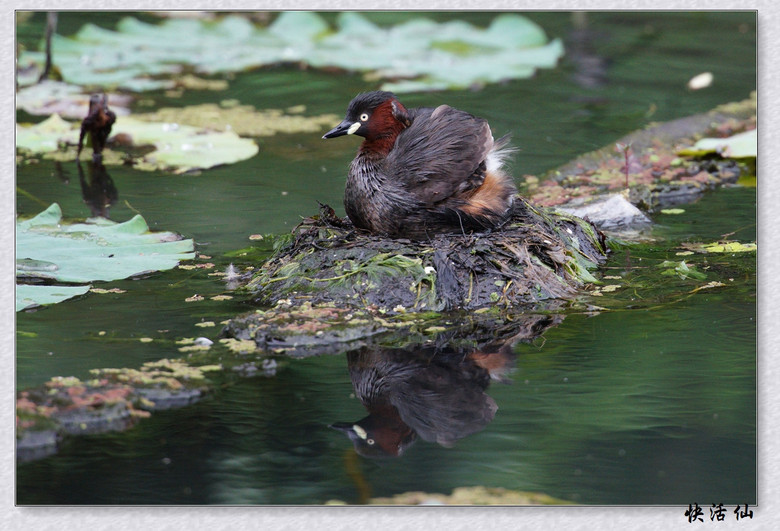 BУСƪ---ԺLɹ@СGfķֳ֮