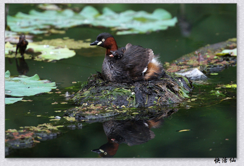 BУСƪ---ԺLɹ@СGfķֳ֮