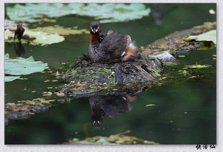 BУСƪ---ԺLɹ@СGfķֳ֮