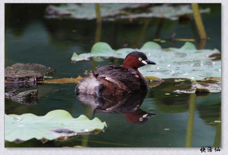 BУСƪ---ԺLɹ@СGfķֳ֮