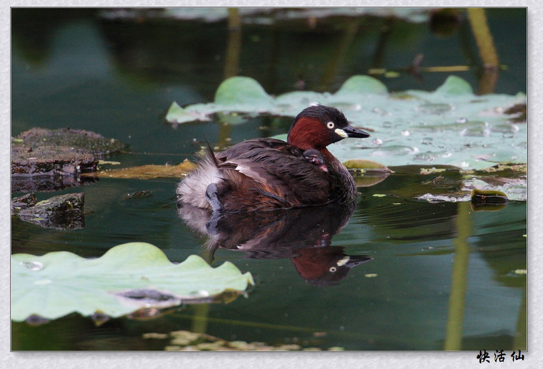 BУСƪ---ԺLɹ@СGfķֳ֮