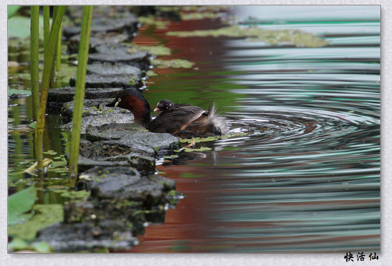 BУСƪ---ԺLɹ@СGfķֳ֮