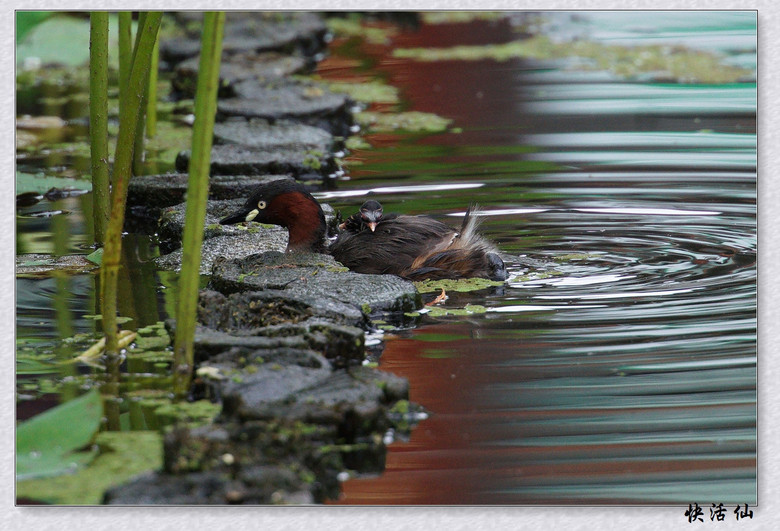 BУСƪ---ԺLɹ@СGfķֳ֮