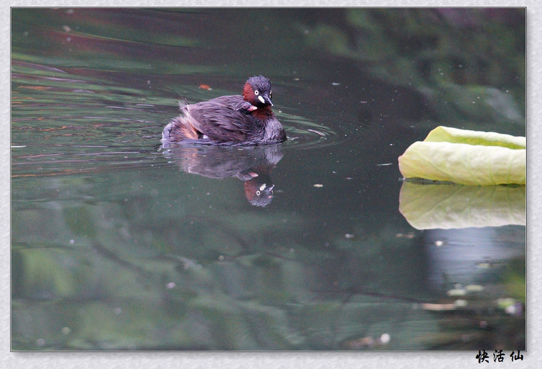 BУСƪ---ԺLɹ@СGfķֳ֮