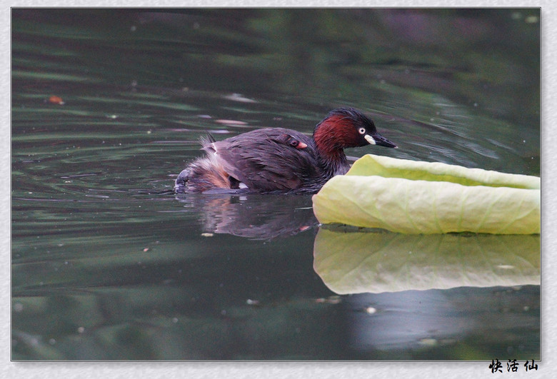 BУСƪ---ԺLɹ@СGfķֳ֮