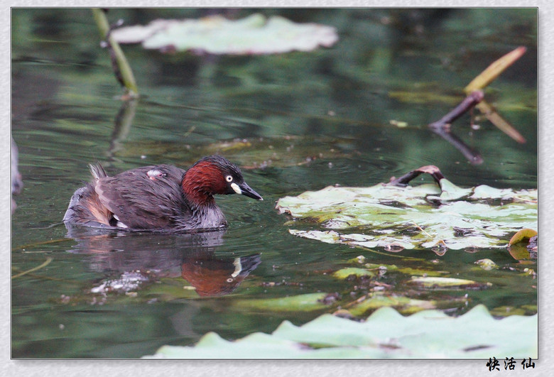 BУСƪ---ԺLɹ@СGfķֳ֮