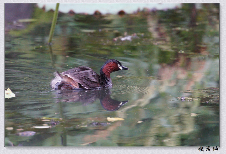 BУСƪ---ԺLɹ@СGfķֳ֮