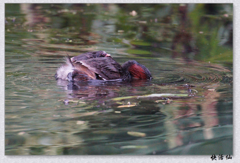 BУСƪ---ԺLɹ@СGfķֳ֮