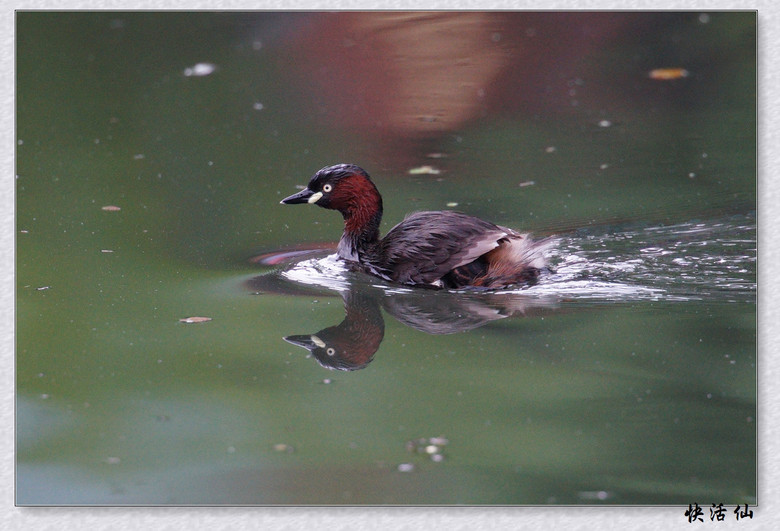 BУСƪ---ԺLɹ@СGfķֳ֮