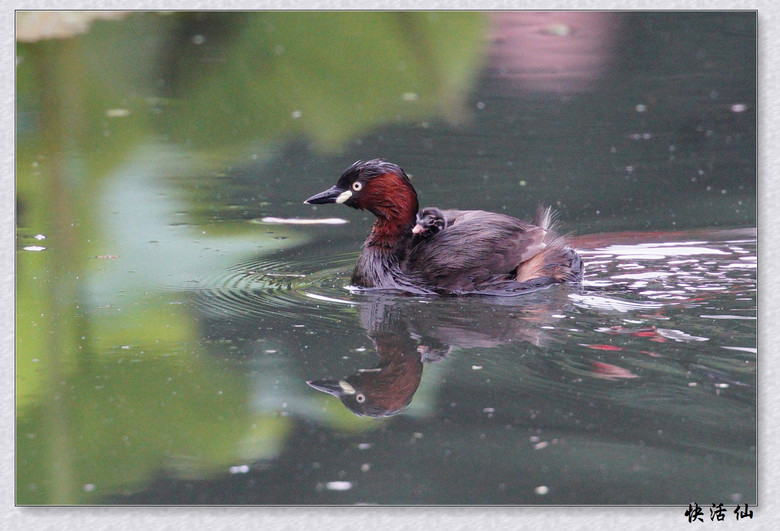 BУСƪ---ԺLɹ@СGfķֳ֮