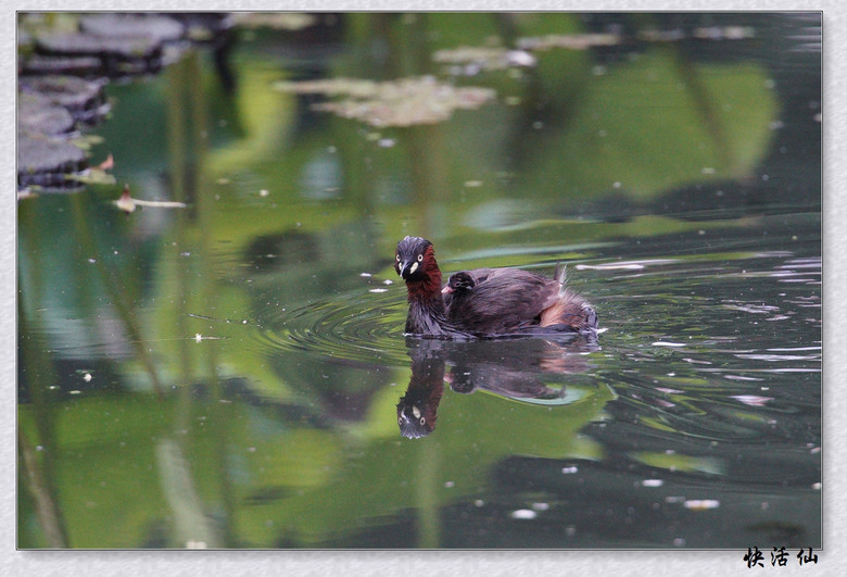 BУСƪ---ԺLɹ@СGfķֳ֮