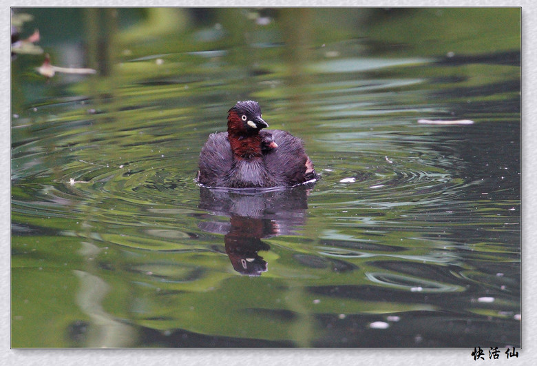 BУСƪ---ԺLɹ@СGfķֳ֮