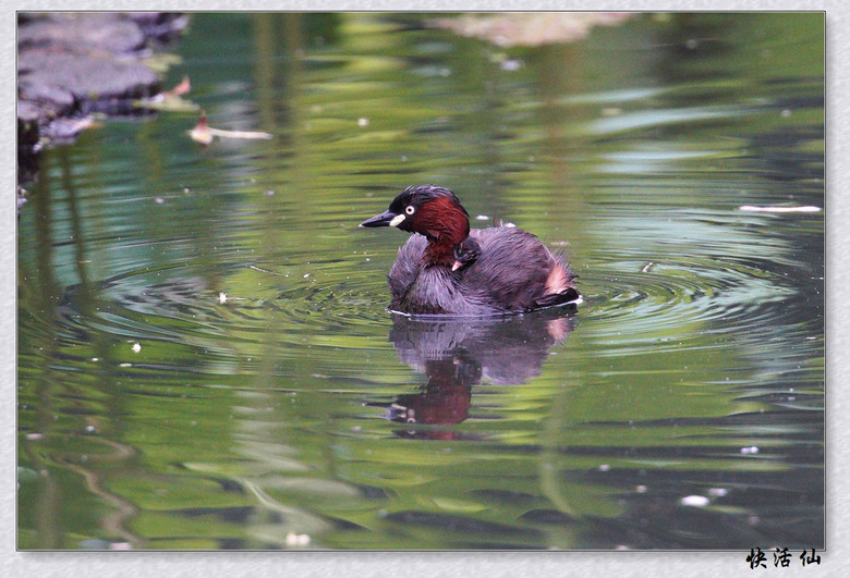 BУСƪ---ԺLɹ@СGfķֳ֮