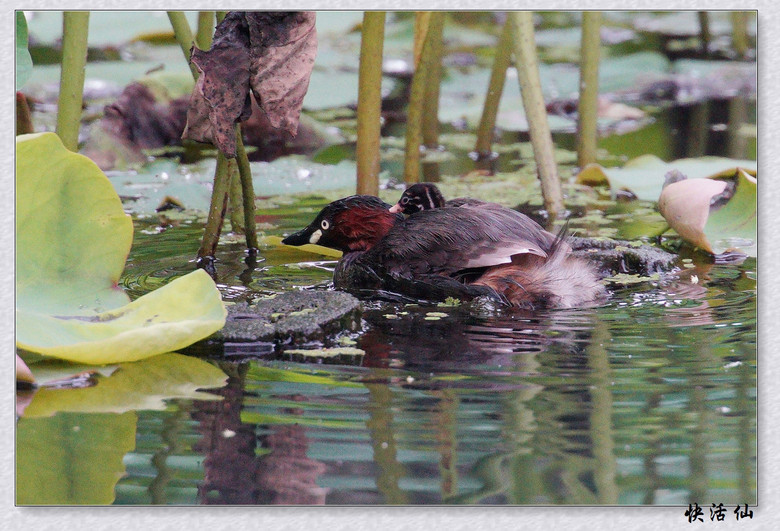 BУСƪ---ԺLɹ@СGfķֳ֮