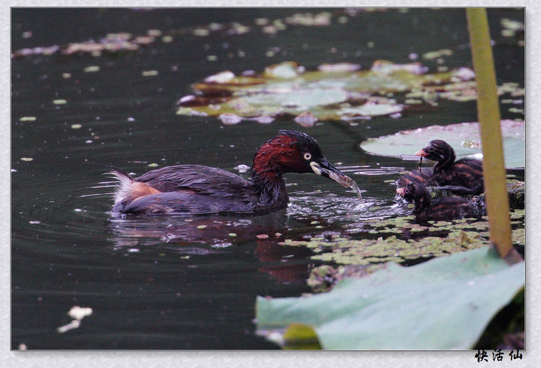 BУСƪ---ԺLɹ@СGfķֳ֮