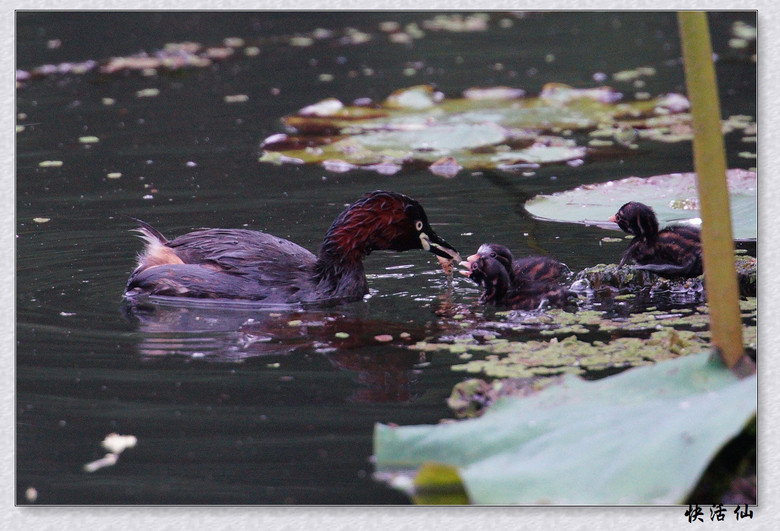 BУСƪ---ԺLɹ@СGfķֳ֮