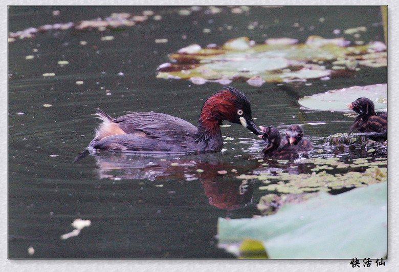 BУСƪ---ԺLɹ@СGfķֳ֮