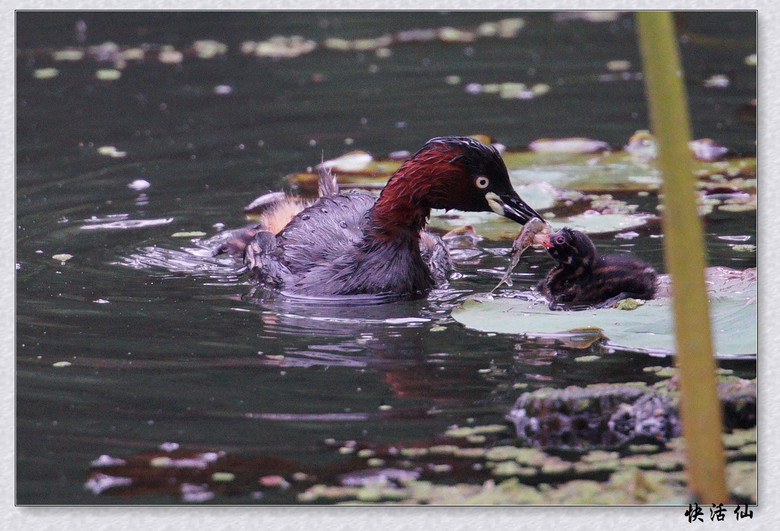 BУСƪ---ԺLɹ@СGfķֳ֮