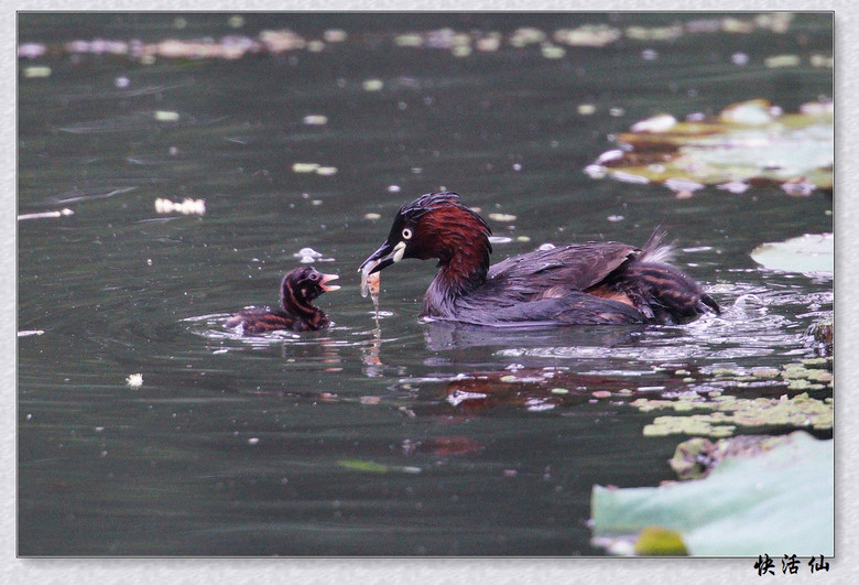 BУСƪ---ԺLɹ@СGfķֳ֮