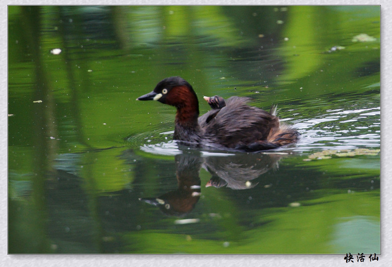 BУСƪ---ԺLɹ@СGfķֳ֮