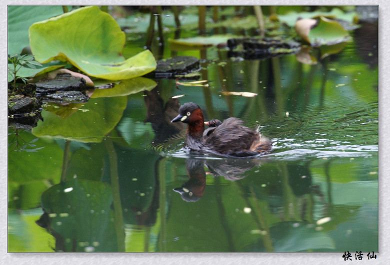 BУСƪ---ԺLɹ@СGfķֳ֮