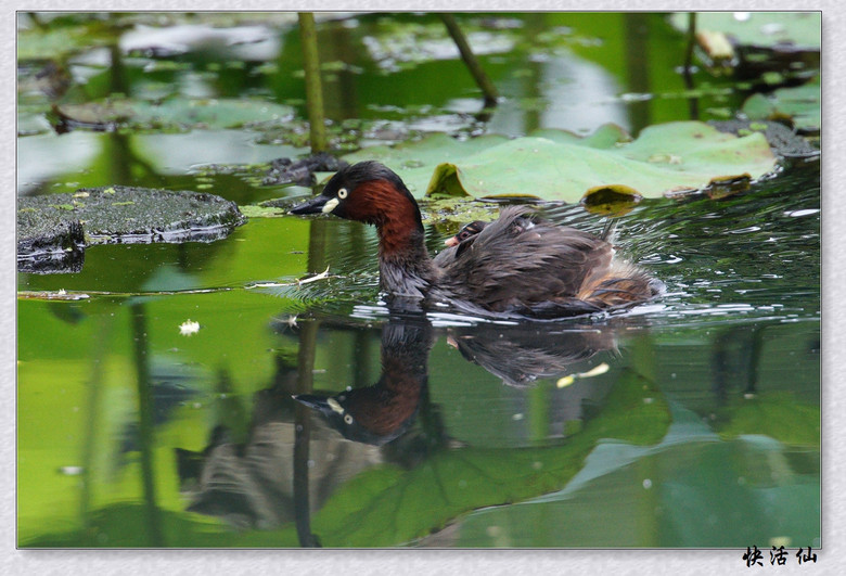 BУСƪ---ԺLɹ@СGfķֳ֮