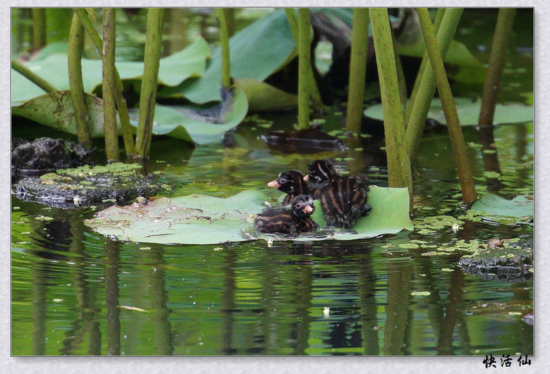 BУСƪ---ԺLɹ@СGfķֳ֮