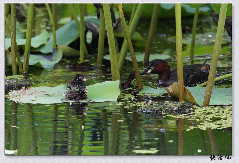 BУСƪ---ԺLɹ@СGfķֳ֮