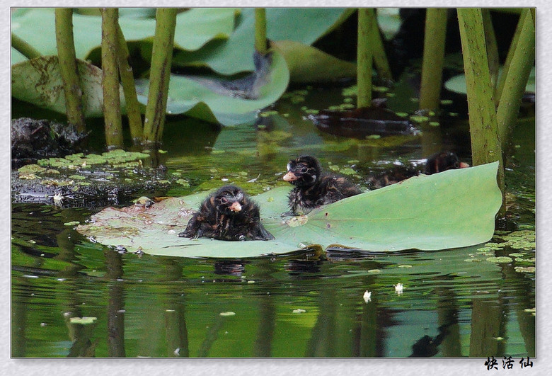 BУСƪ---ԺLɹ@СGfķֳ֮