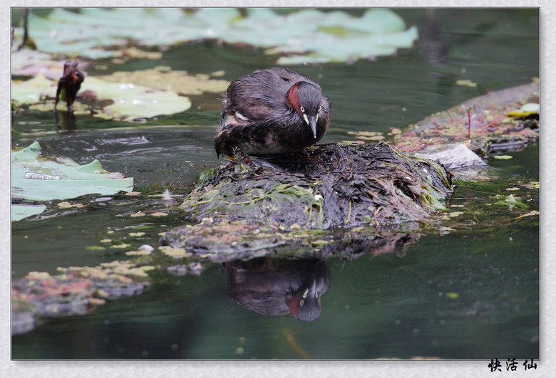 BУСƪ---ԺLɹ@СGfķֳ֮