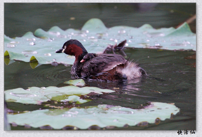 BУСƪ---ԺLɹ@СGfķֳ֮