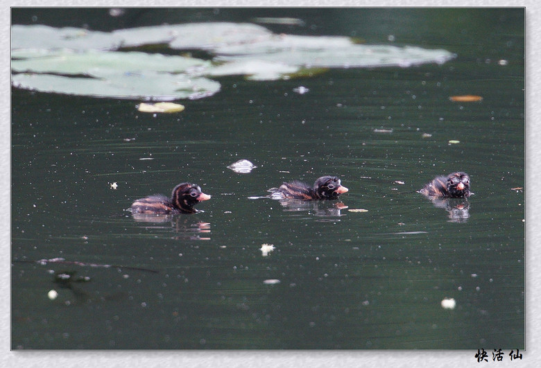 BУСƪ---ԺLɹ@СGfķֳ֮