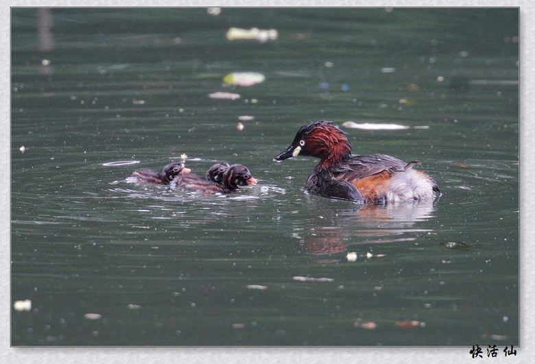 BУСƪ---ԺLɹ@СGfķֳ֮