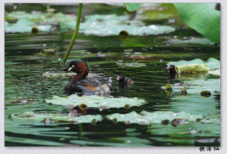 BУСƪ---ԺLɹ@СGfķֳ֮