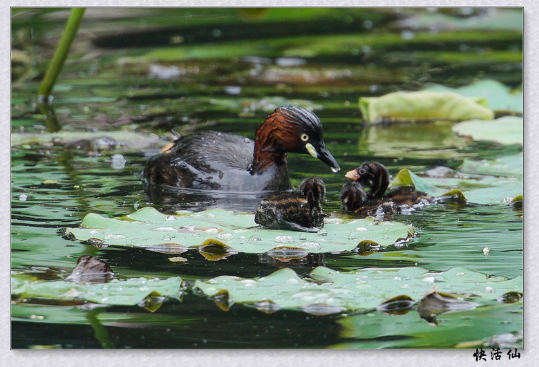 BУСƪ---ԺLɹ@СGfķֳ֮