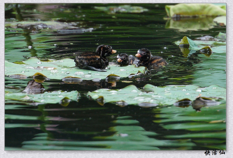 BУСƪ---ԺLɹ@СGfķֳ֮