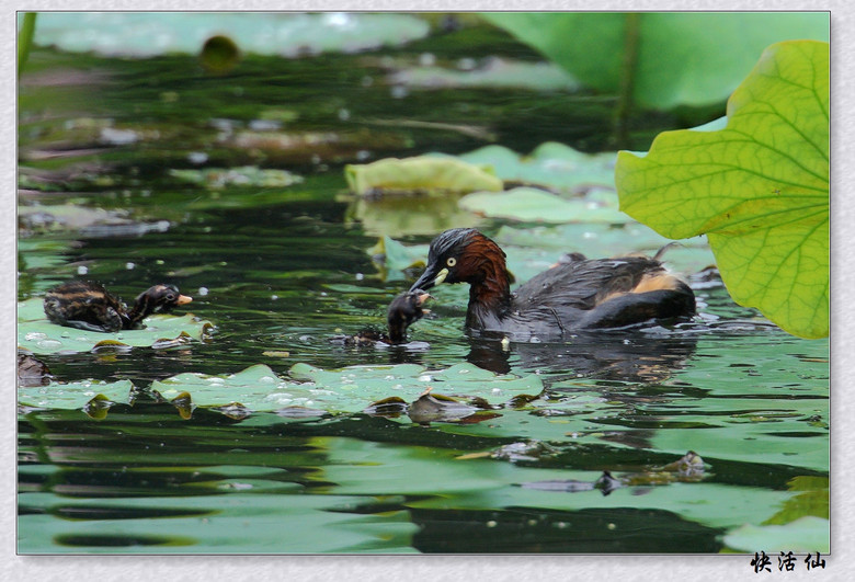 BУСƪ---ԺLɹ@СGfķֳ֮