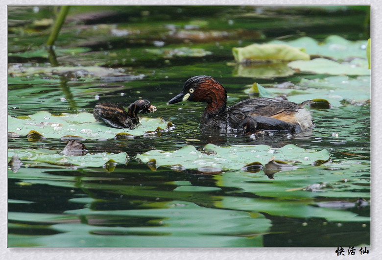 BУСƪ---ԺLɹ@СGfķֳ֮