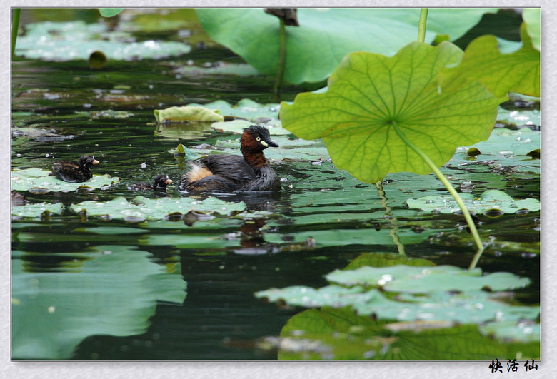 BУСƪ---ԺLɹ@СGfķֳ֮