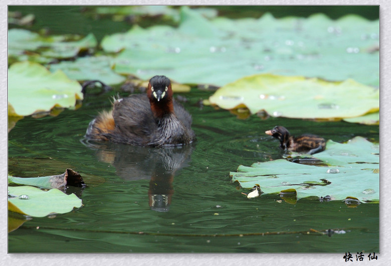 BУСƪ---ԺLɹ@СGfķֳ֮