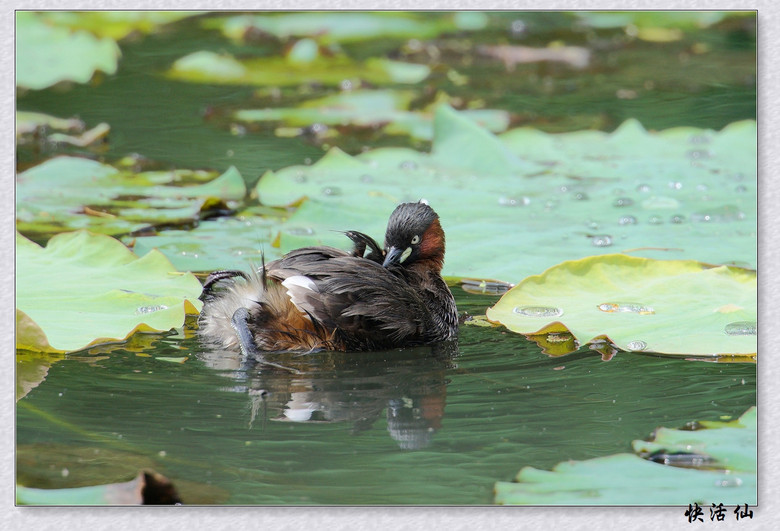 BУСƪ---ԺLɹ@СGfķֳ֮