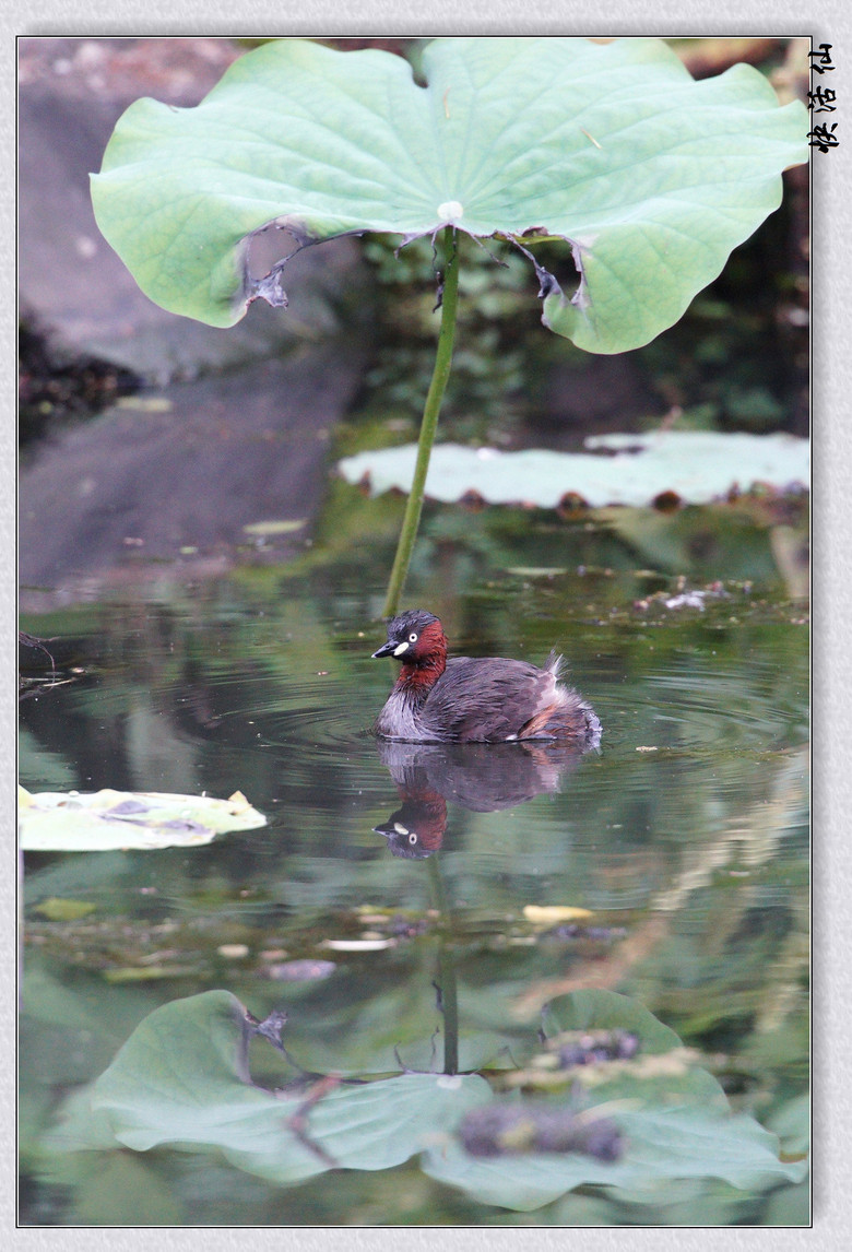 BУСƪ---ԺLɹ@СGfķֳ֮