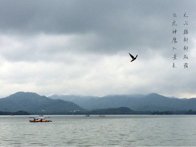 无心插柳柳成荫…飞虎神鹰入景来…