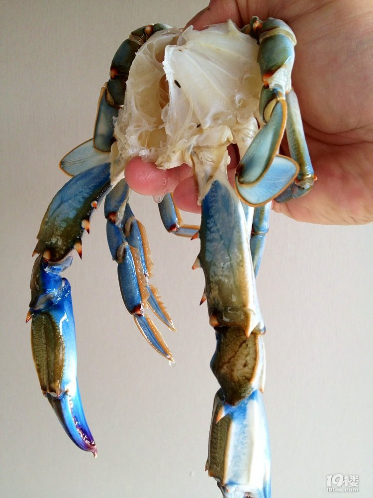 ϲʳ֮  ͣseafood