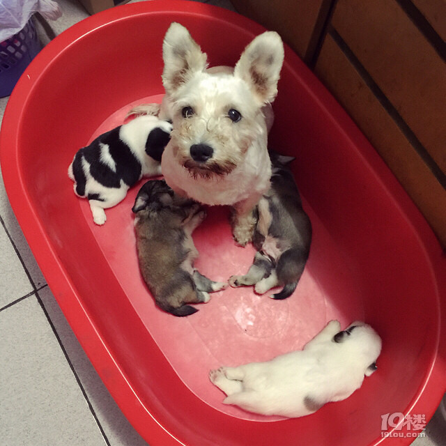 雪纳瑞串串 狗狗幼犬