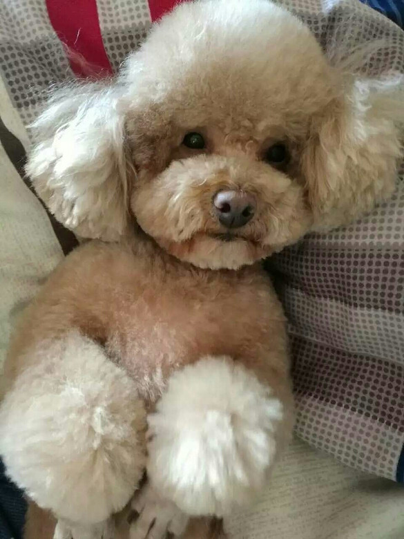 泰迪犬走失